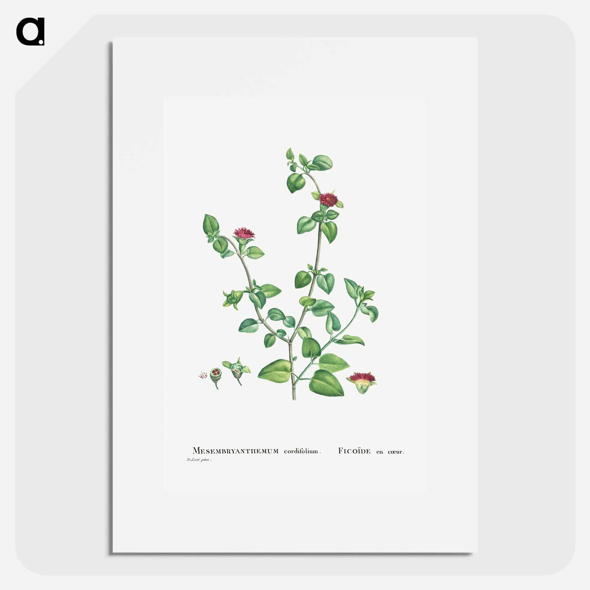 Mesembryanthemum Cordifolium (Baby Sun Rose) - Pierre Joseph Redouté Poster.