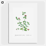 Mesembryanthemum Cordifolium (Baby Sun Rose) - ピエール ジョゼフ ルドゥーテ Poster.