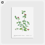 アートポストカード-Mesembryanthemum Cordifolium (Baby Sun Rose) - ピエール ジョゼフ ルドゥーテ Postcard.