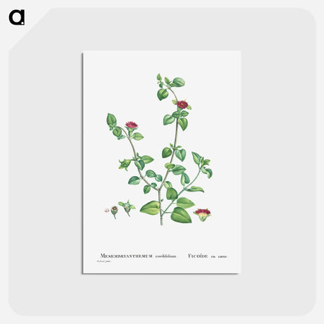 アートポストカード-Mesembryanthemum Cordifolium (Baby Sun Rose) - ピエール ジョゼフ ルドゥーテ Postcard.