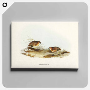アートパネル-Swift-flying Hemipode
 - ジョン グールド Canvas.