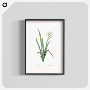 アートポスター-Crimean iris illustration - ピエール ジョゼフ ルドゥーテ Poster.
