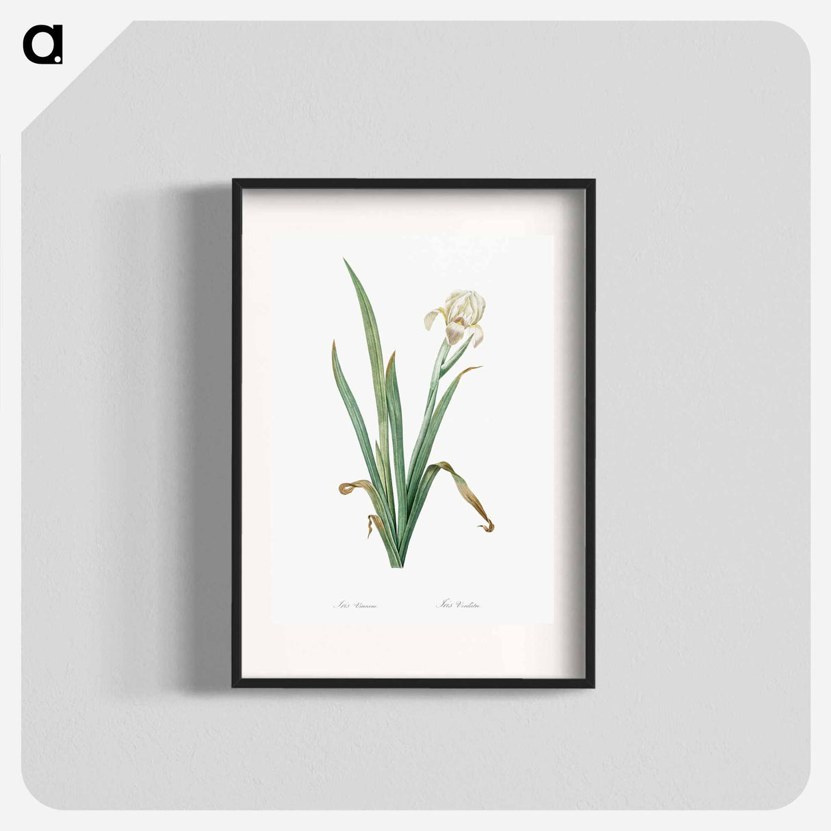 Crimean iris illustration - ピエール ジョゼフ ルドゥーテ Poster.