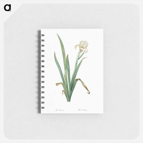 アートメモ帳-Crimean iris illustration - ピエール ジョゼフ ルドゥーテ Memo.