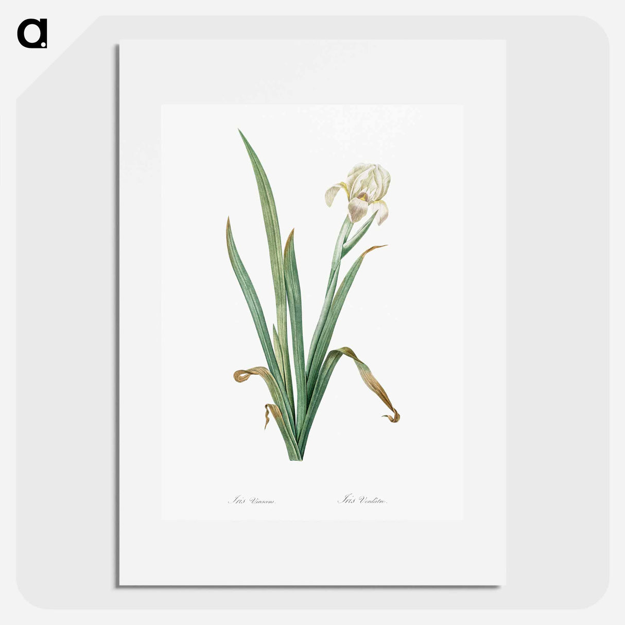 Crimean iris illustration - ピエール ジョゼフ ルドゥーテ Poster.