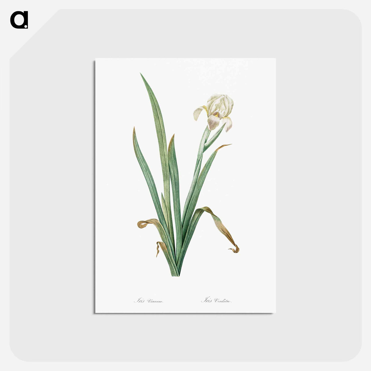 アートポストカード-Crimean iris illustration - ピエール ジョゼフ ルドゥーテ Postcard.