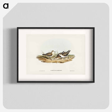 Little Sandpiper
 - ジョン グールド Poster.