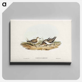 アートパネル-Little Sandpiper
 - ジョン グールド Canvas.