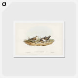 アートポストカード-Little Sandpiper
 - ジョン グールド Postcard.
