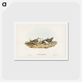アートポストカード-Little Sandpiper
 - ジョン グールド Postcard.