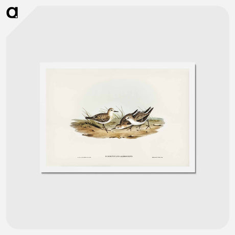 アートポストカード-Little Sandpiper
 - ジョン グールド Postcard.