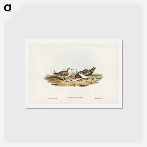 Little Sandpiper
 - ジョン グールド Postcard.