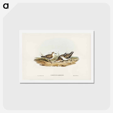 Little Sandpiper
 - ジョン グールド Postcard.
