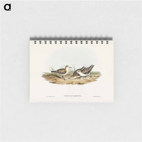 アートメモ帳-Little Sandpiper
 - ジョン グールド Memo.