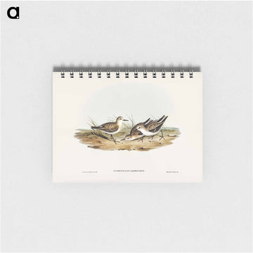 Little Sandpiper
 - ジョン グールド Memo.