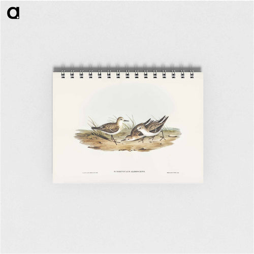 Little Sandpiper
 - John Gould Memo.