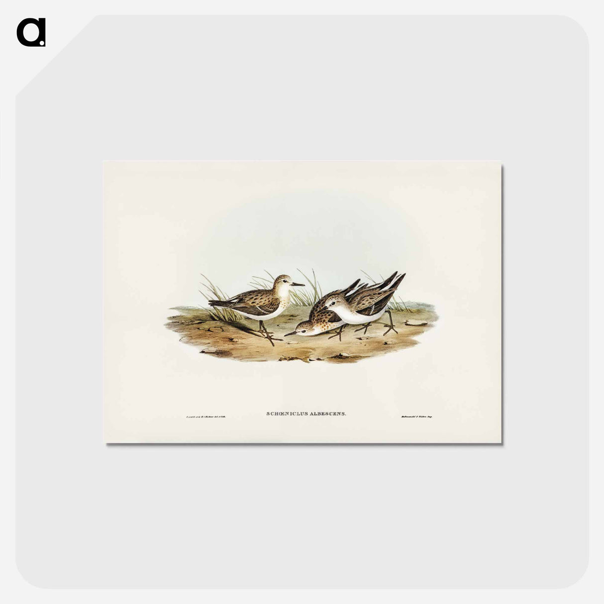 アートポストカード-Little Sandpiper
 - ジョン グールド Postcard.