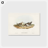 アートポストカード-Little Sandpiper
 - ジョン グールド Postcard.