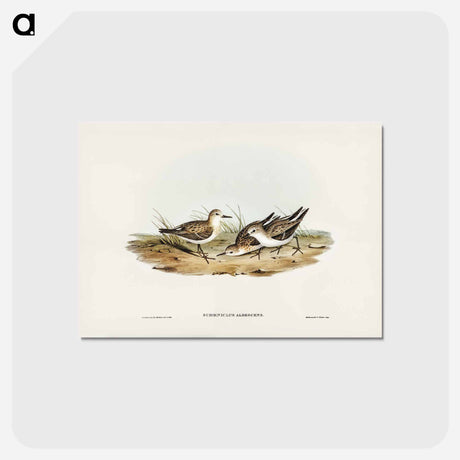 アートポストカード-Little Sandpiper
 - ジョン グールド Postcard.