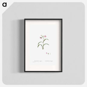 アートポスター-Claytonia Virginica (Virginia Spring Beauty) - ピエール ジョゼフ ルドゥーテ Poster.