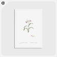 アートポストカード-Claytonia Virginica (Virginia Spring Beauty) - ピエール ジョゼフ ルドゥーテ Postcard.
