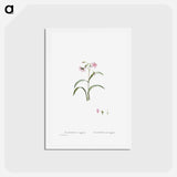 アートポストカード-Claytonia Virginica (Virginia Spring Beauty) - ピエール ジョゼフ ルドゥーテ Postcard.