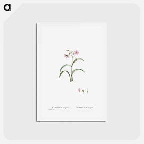 アートポストカード-Claytonia Virginica (Virginia Spring Beauty) - ピエール ジョゼフ ルドゥーテ Postcard.