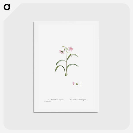 アートポストカード-Claytonia Virginica (Virginia Spring Beauty) - ピエール ジョゼフ ルドゥーテ Postcard.