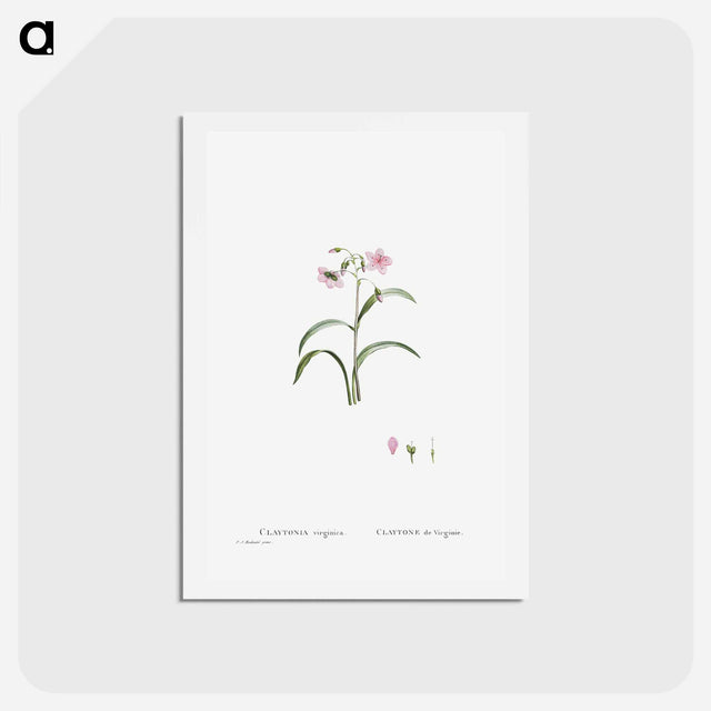 アートポストカード-Claytonia Virginica (Virginia Spring Beauty) - ピエール ジョゼフ ルドゥーテ Postcard.