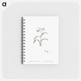 Claytonia Virginica (Virginia Spring Beauty) - ピエール ジョゼフ ルドゥーテ Memo.