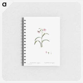 アートメモ帳-Claytonia Virginica (Virginia Spring Beauty) - ピエール ジョゼフ ルドゥーテ Memo.