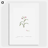 Claytonia Virginica (Virginia Spring Beauty) - ピエール ジョゼフ ルドゥーテ Poster.