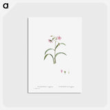 アートポストカード-Claytonia Virginica (Virginia Spring Beauty) - ピエール ジョゼフ ルドゥーテ Postcard.