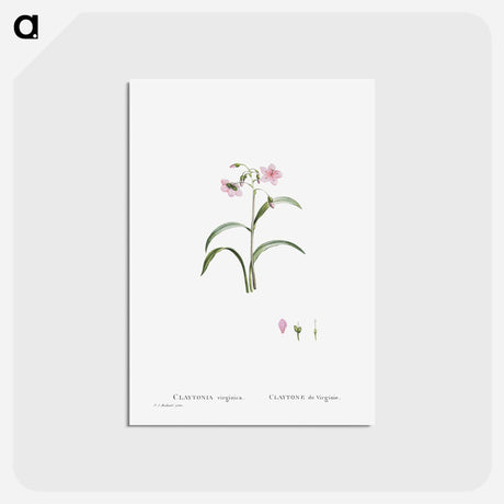 アートポストカード-Claytonia Virginica (Virginia Spring Beauty) - ピエール ジョゼフ ルドゥーテ Postcard.
