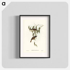 アートポスター-Strong-billed Honey-eater
 - ジョン グールド Poster.