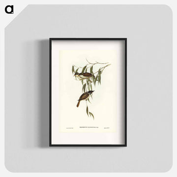 Strong-billed Honey-eater
 - ジョン グールド Poster.