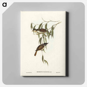 アートパネル-Strong-billed Honey-eater
 - ジョン グールド Canvas.