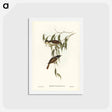 アートポストカード-Strong-billed Honey-eater
 - ジョン グールド Postcard.