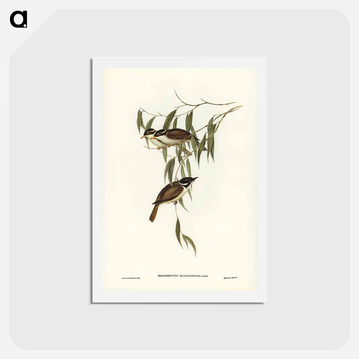 アートポストカード-Strong-billed Honey-eater
 - ジョン グールド Postcard.