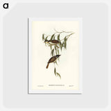 アートポストカード-Strong-billed Honey-eater
 - ジョン グールド Postcard.
