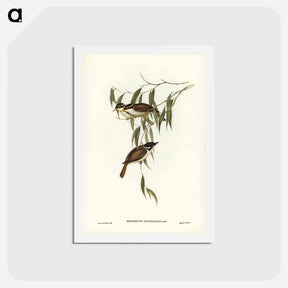 アートポストカード-Strong-billed Honey-eater
 - ジョン グールド Postcard.