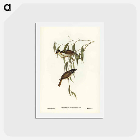 アートポストカード-Strong-billed Honey-eater
 - ジョン グールド Postcard.