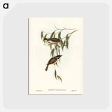 アートポストカード-Strong-billed Honey-eater
 - ジョン グールド Postcard.