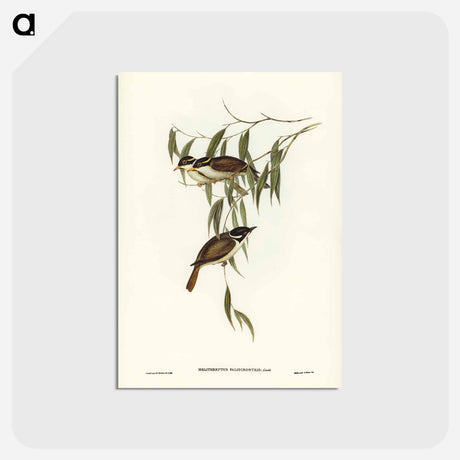 アートポストカード-Strong-billed Honey-eater
 - ジョン グールド Postcard.