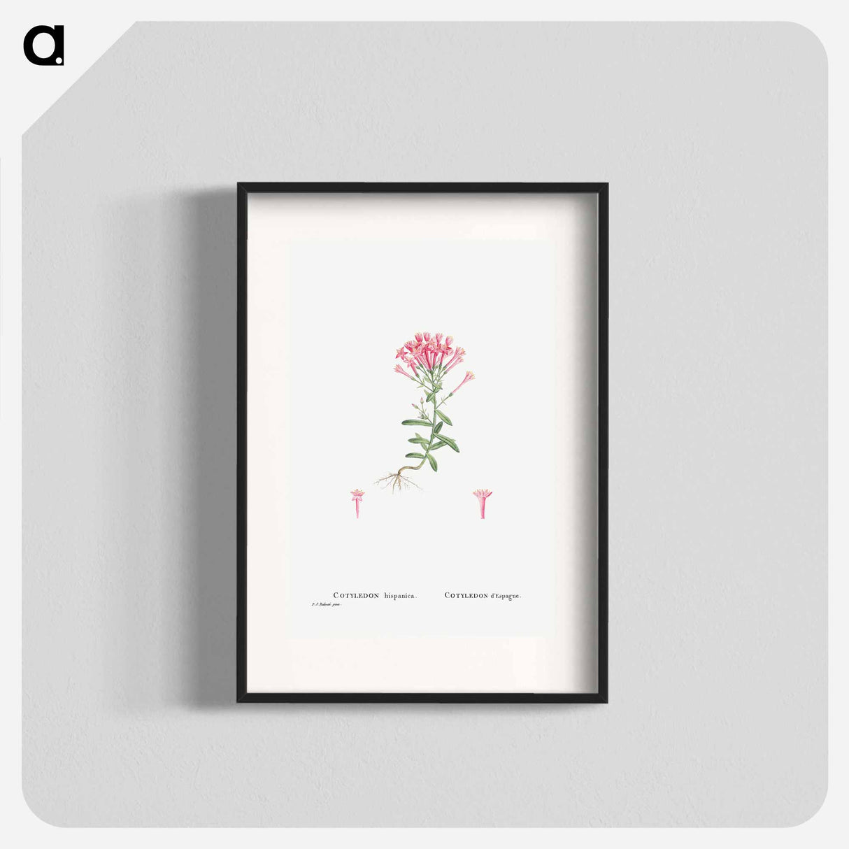 Cotyledon Hispanica - Pierre Joseph Redouté Poster.