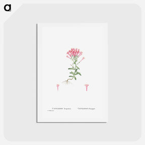 アートポストカード-Cotyledon Hispanica - ピエール ジョゼフ ルドゥーテ Postcard.