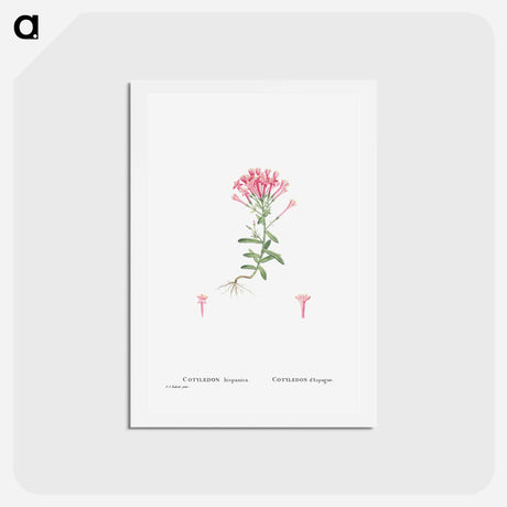 アートポストカード-Cotyledon Hispanica - ピエール ジョゼフ ルドゥーテ Postcard.