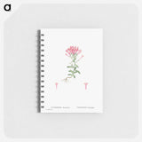 Cotyledon Hispanica - ピエール ジョゼフ ルドゥーテ Memo.