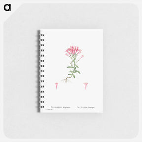 アートメモ帳-Cotyledon Hispanica - ピエール ジョゼフ ルドゥーテ Memo.