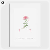 Cotyledon Hispanica - Pierre Joseph Redouté Poster.